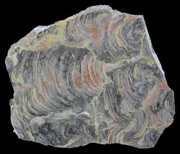 Polished Stromatolite From Russia - Million Years #57691